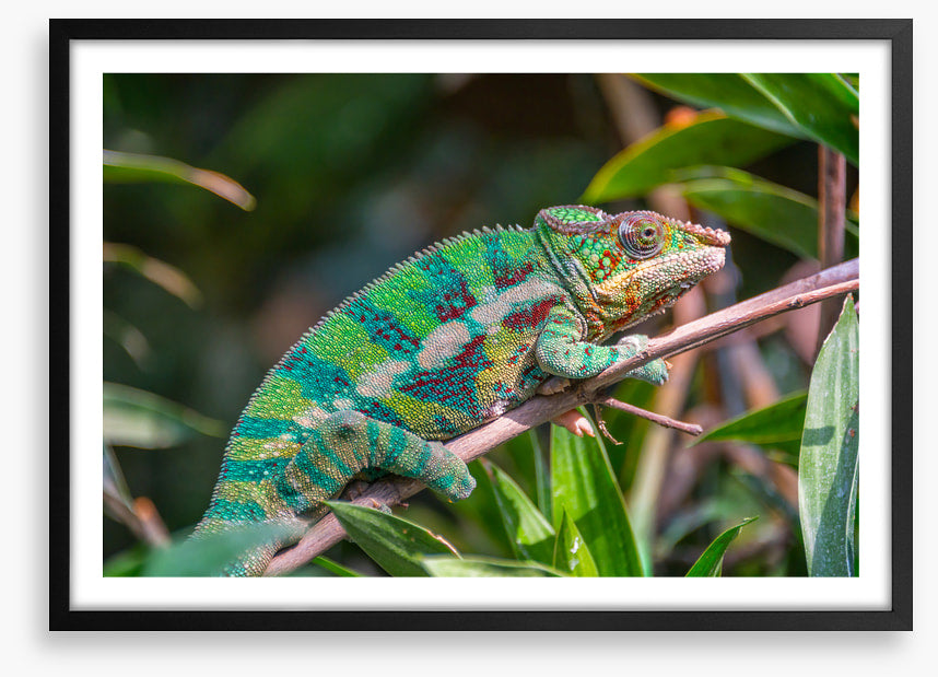 Reptiles / Amphibian