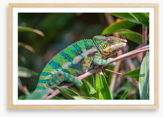 Reptiles / Amphibian