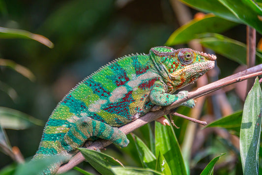 Reptiles / Amphibian