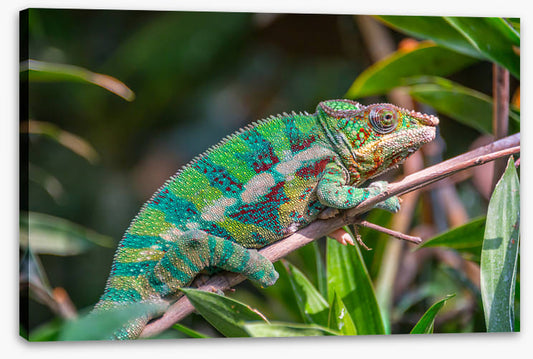 Reptiles / Amphibian