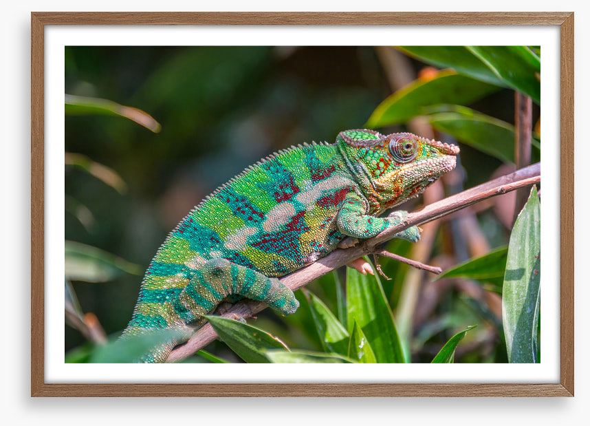 Reptiles / Amphibian