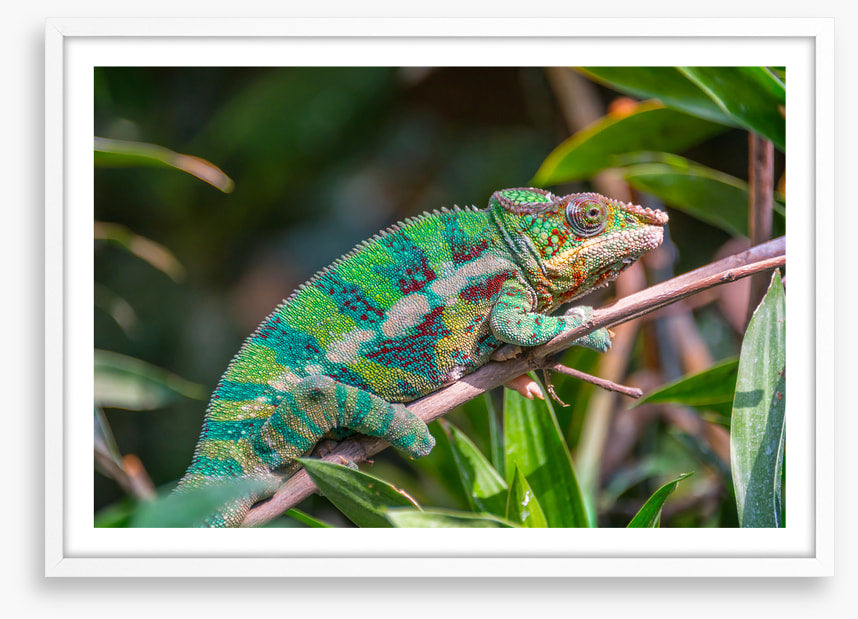 Reptiles / Amphibian