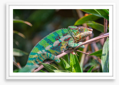 Reptiles / Amphibian