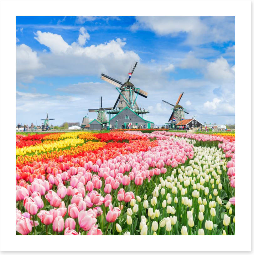 Tulips and windmills