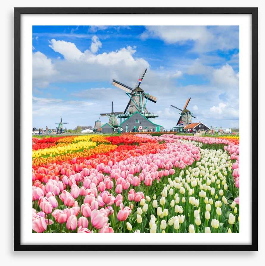 Tulips and windmills