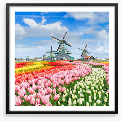 Tulips and windmills