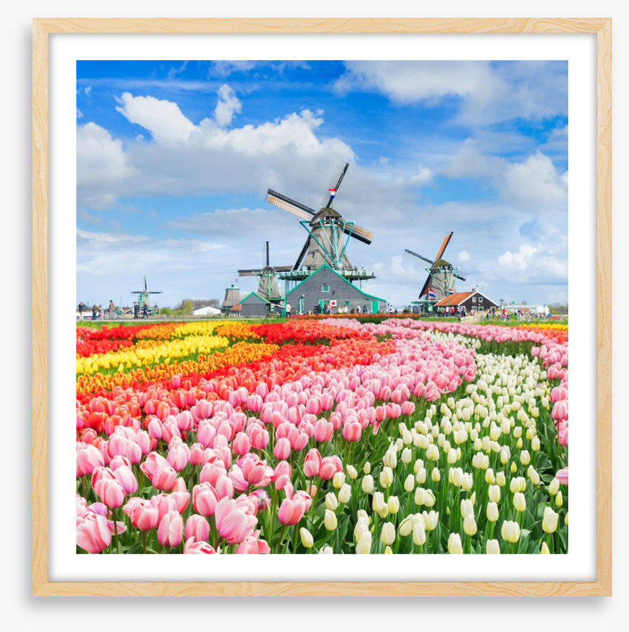 Tulips and windmills