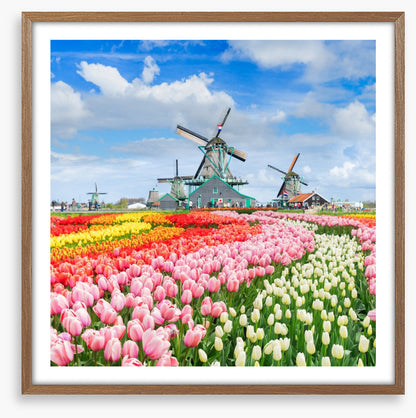 Tulips and windmills