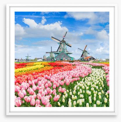 Tulips and windmills
