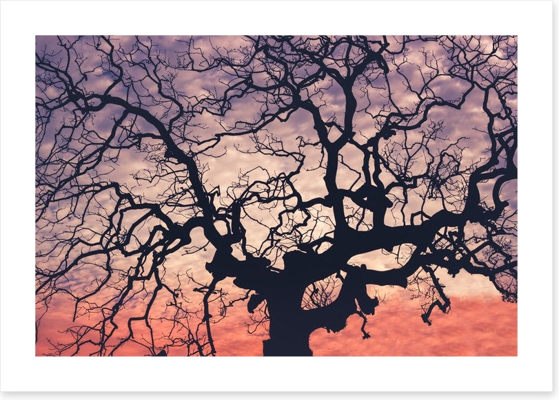 Trees