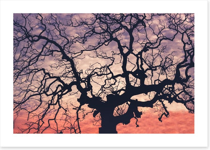 Trees