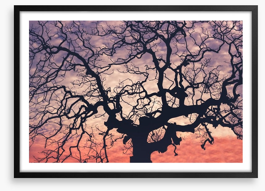 Trees
