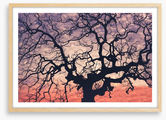 Trees