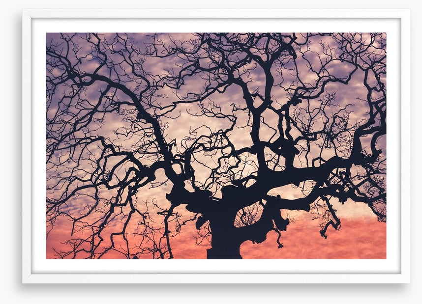 Trees