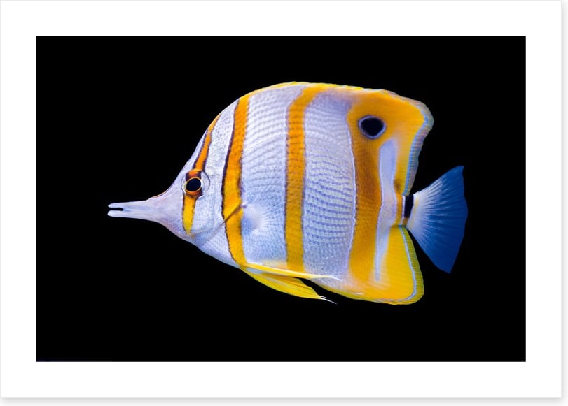 Fish / Aquatic