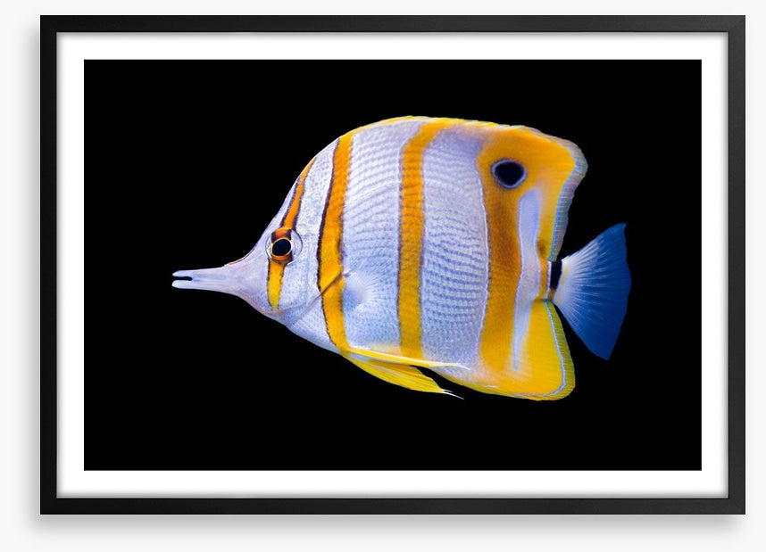 Fish / Aquatic