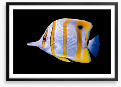 Fish / Aquatic