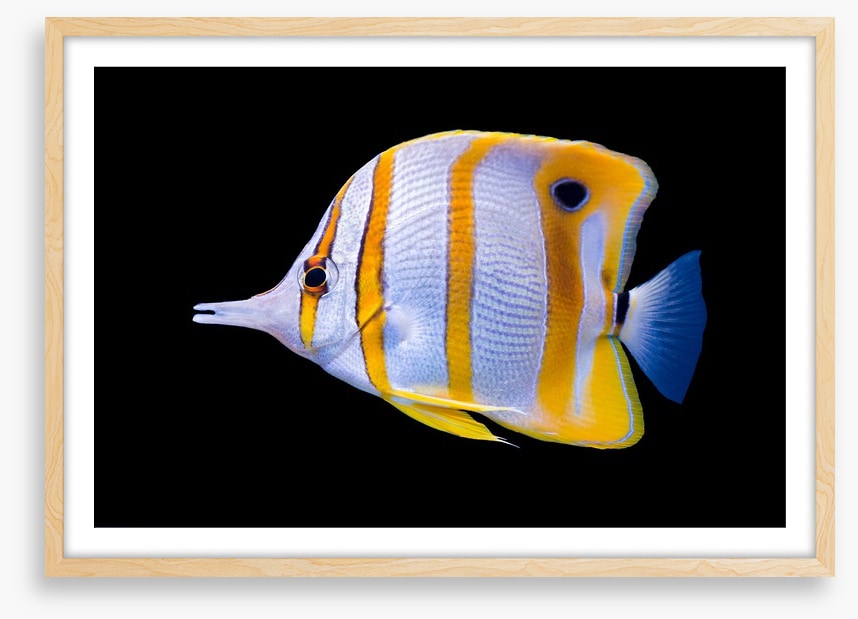 Fish / Aquatic