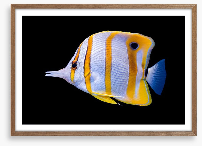 Fish / Aquatic
