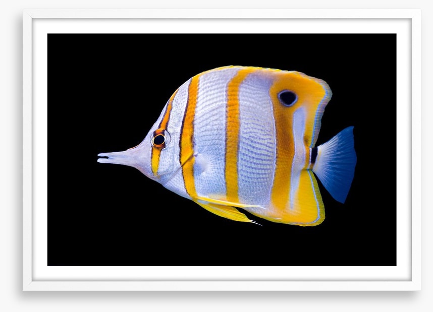 Fish / Aquatic