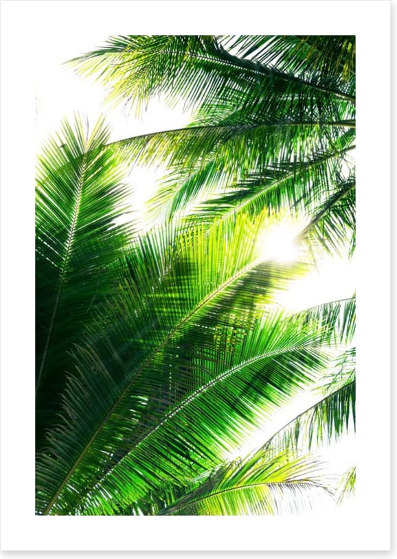 Palm leaf sunshine