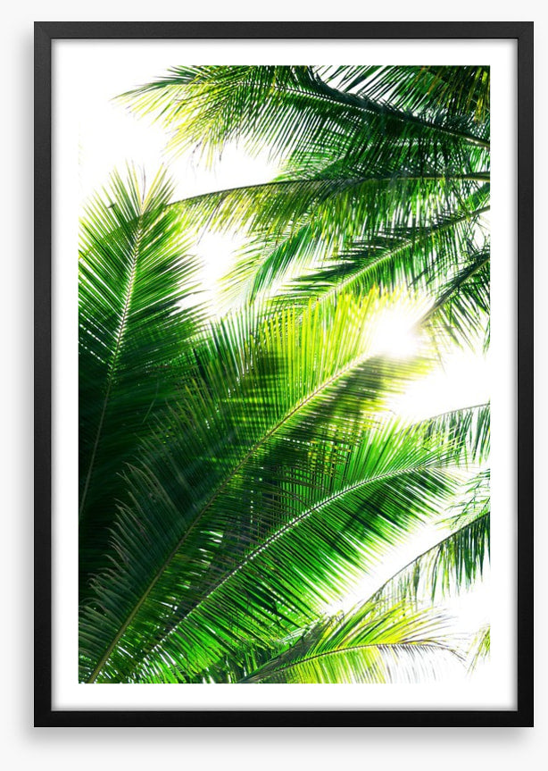 Palm leaf sunshine