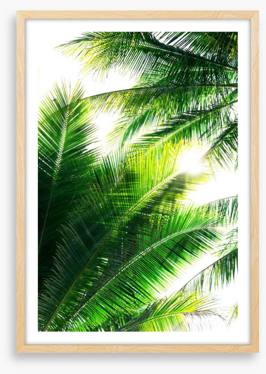 Palm leaf sunshine