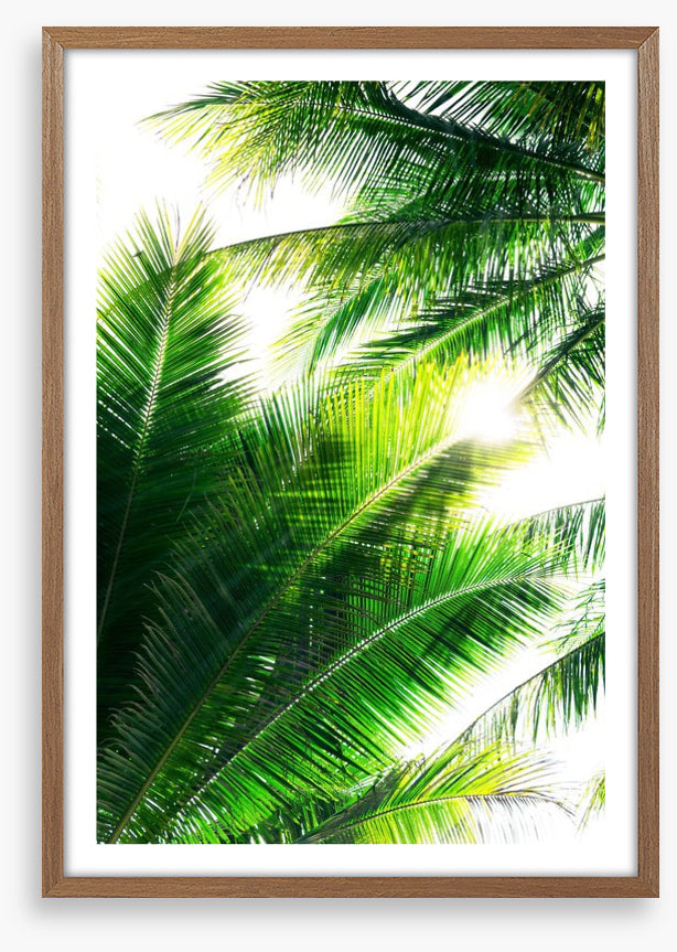 Palm leaf sunshine