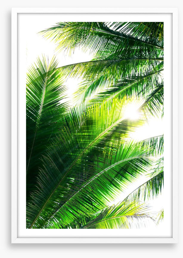 Palm leaf sunshine