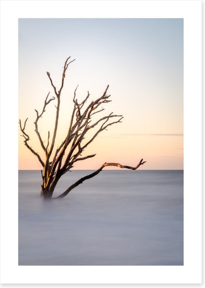 The skeleton tree