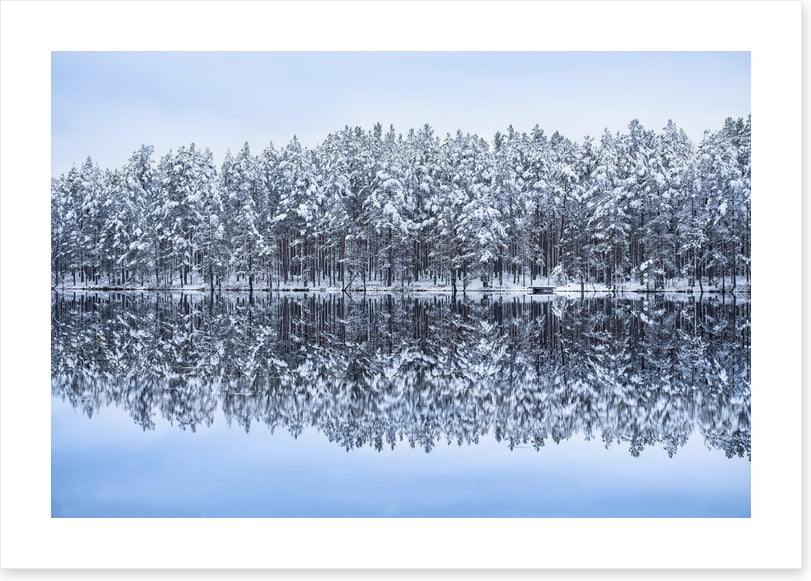 Frosty forest reflections