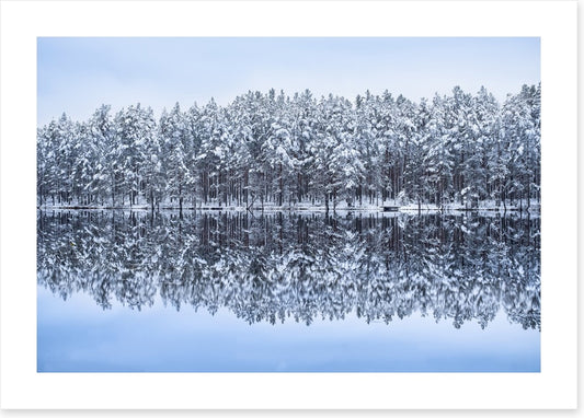 Frosty forest reflections