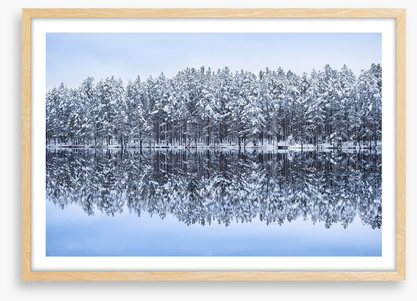 Frosty forest reflections