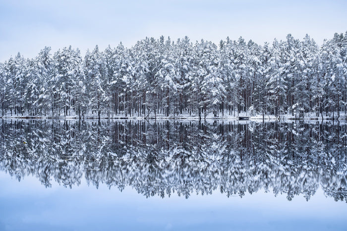 Frosty forest reflections