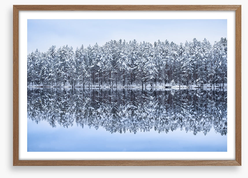 Frosty forest reflections