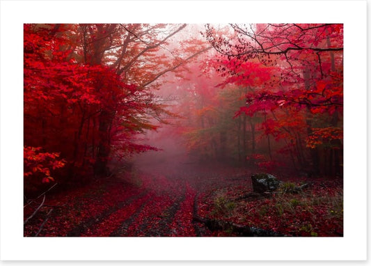 Red forest mist