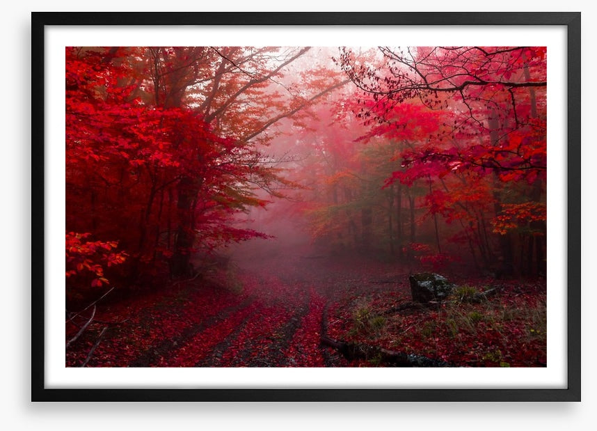 Red forest mist