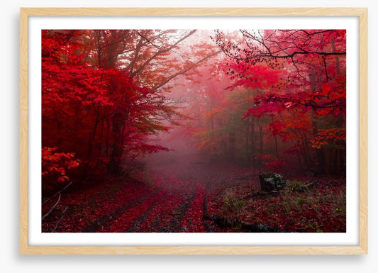 Red forest mist