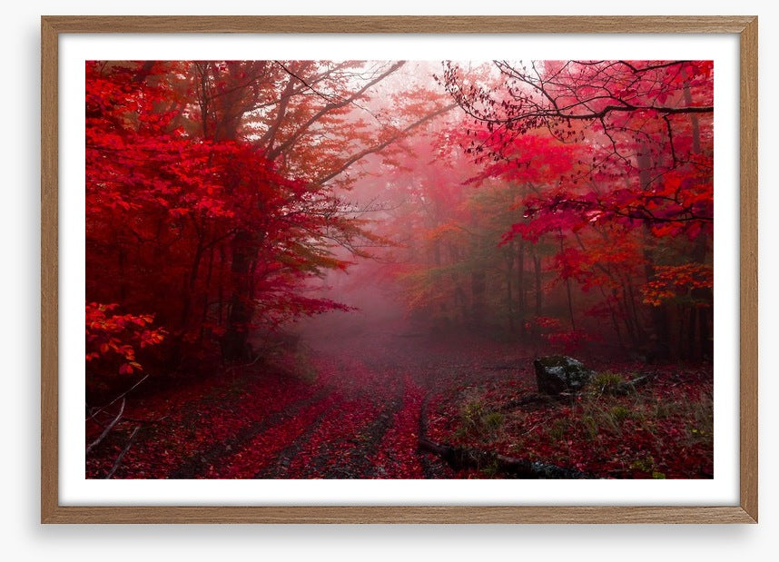 Red forest mist