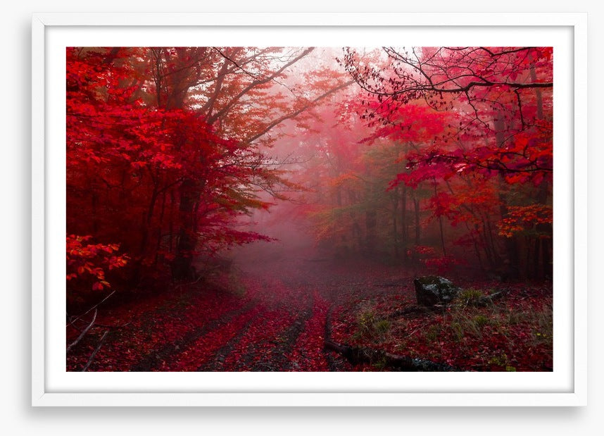 Red forest mist