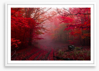 Red forest mist