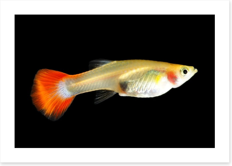 Fish / Aquatic