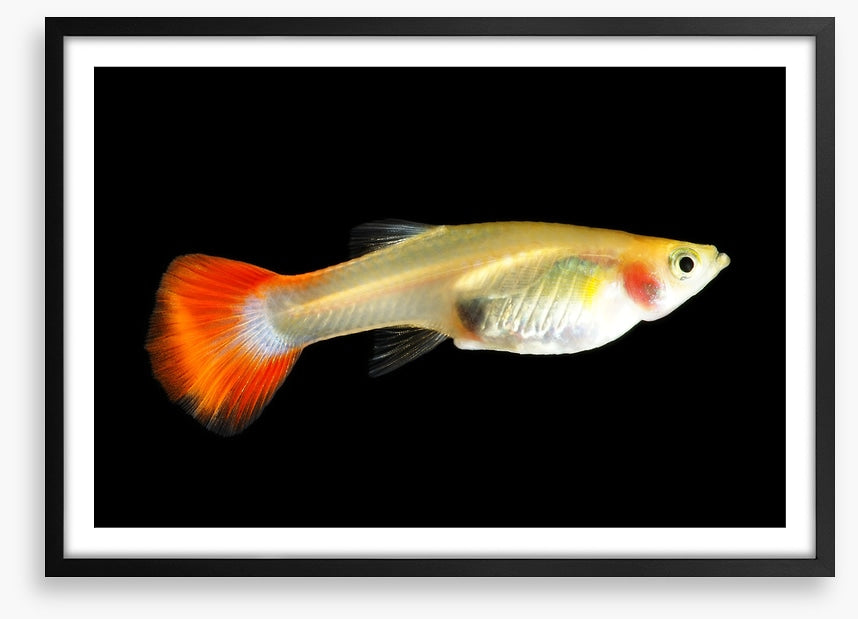 Fish / Aquatic