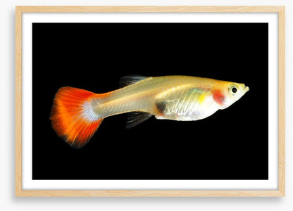 Fish / Aquatic