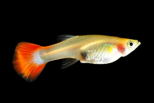 Fish / Aquatic