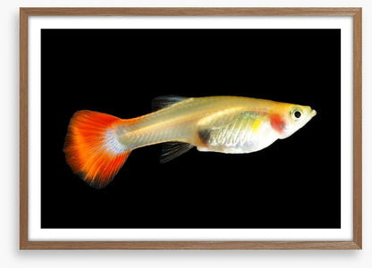Fish / Aquatic