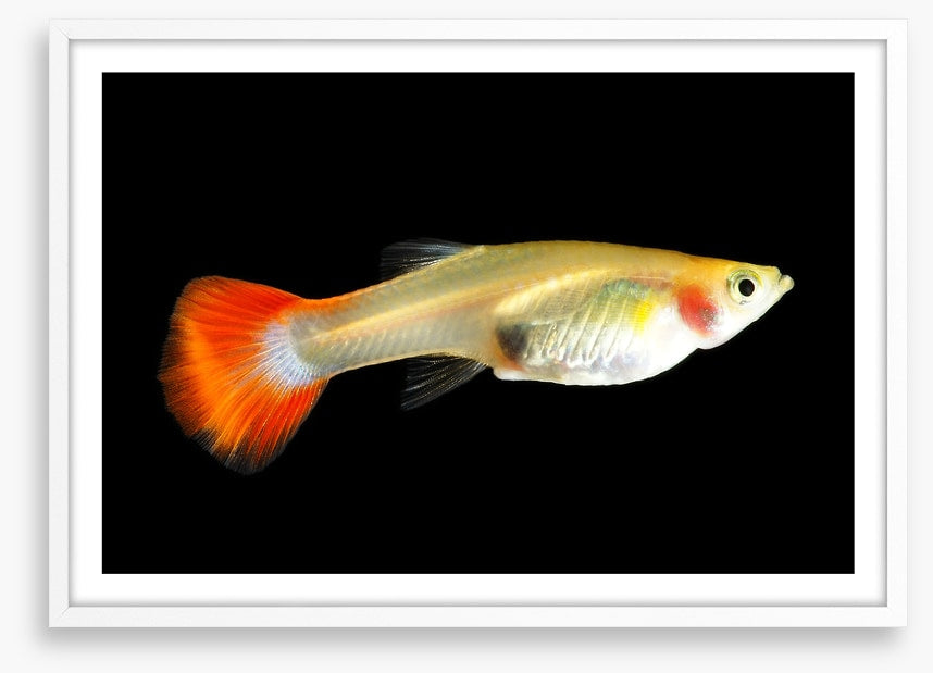 Fish / Aquatic