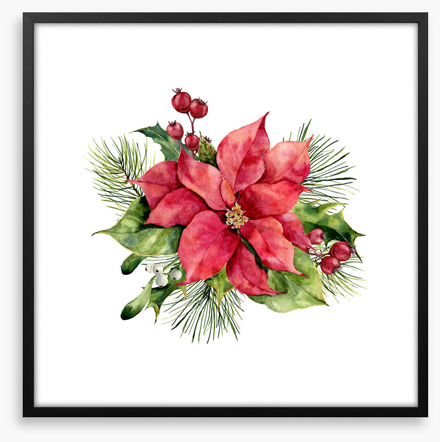 Red poinsettia