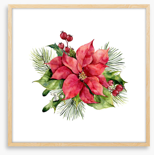 Red poinsettia