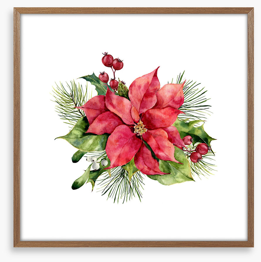 Red poinsettia